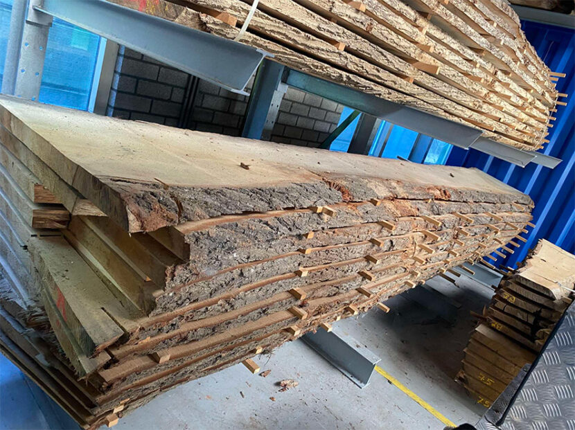 Amerikaanse eik – Van Zundert Hout